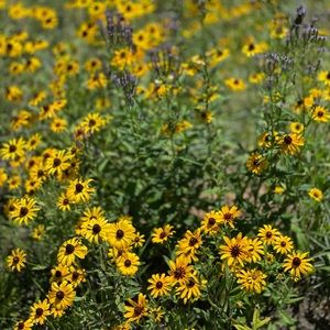 Meet your Posher, Lacy